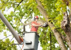 What Can Tree Arborist Services Do for You?