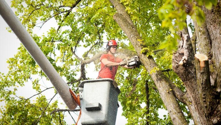 What Can Tree Arborist Services Do for You?