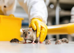 Little things that show when you might need expert rodent help